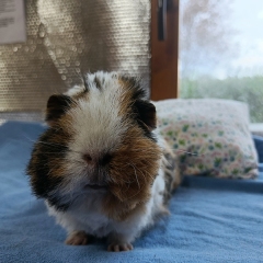 Guinea-Pig-1