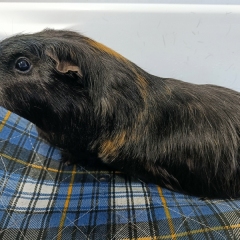 Guinea-Pig-3