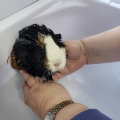 Guinea-Pig-bath