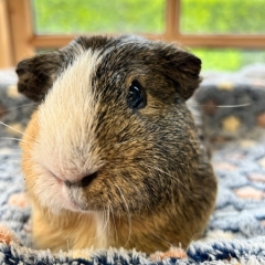 Guinea-pig-2