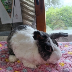 Rabbit-1