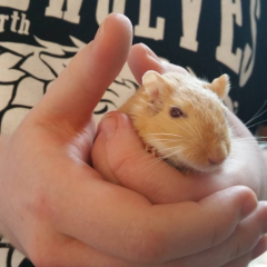 Oscar Gerbil
