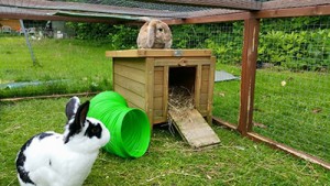 About Furry Friends Hotel
